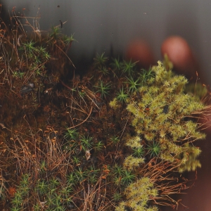 https://www.kalialenaghan.com/files/gimgs/th-33_moss_v2.jpg