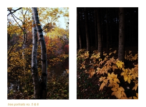 https://www.kalialenaghan.com/files/gimgs/th-49_treeportraits1.jpg