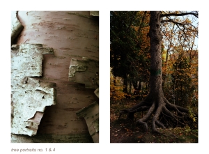 https://www.kalialenaghan.com/files/gimgs/th-49_treeportraits2.jpg