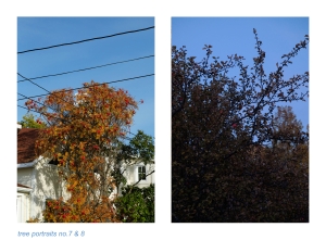 https://www.kalialenaghan.com/files/gimgs/th-49_treeportraits4.jpg