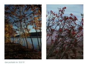 https://www.kalialenaghan.com/files/gimgs/th-49_treeportraits5.jpg